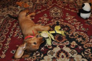 jamnik d�ugow�osy